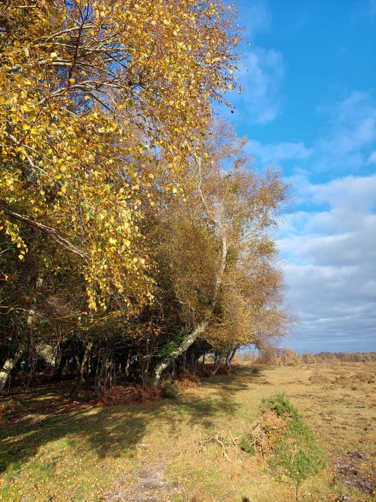 autumn colour