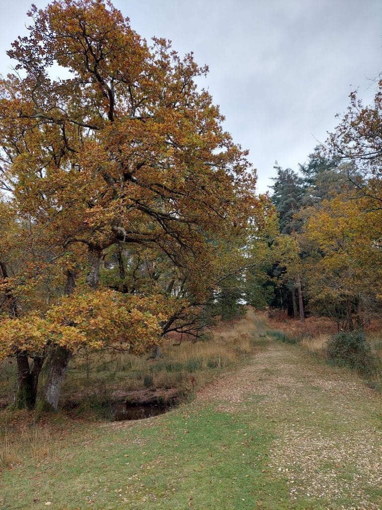 crockford trees in autumn
