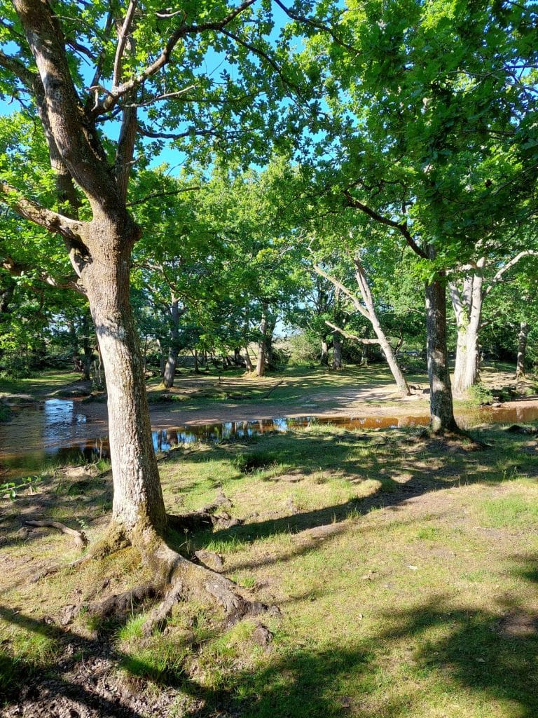 summer scene