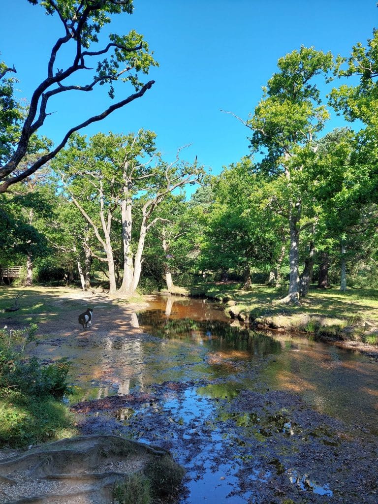 river at Puttles Bridge during drought