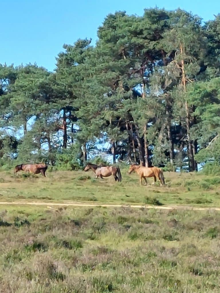 ponies on marsh between Puttles and Whitemoor