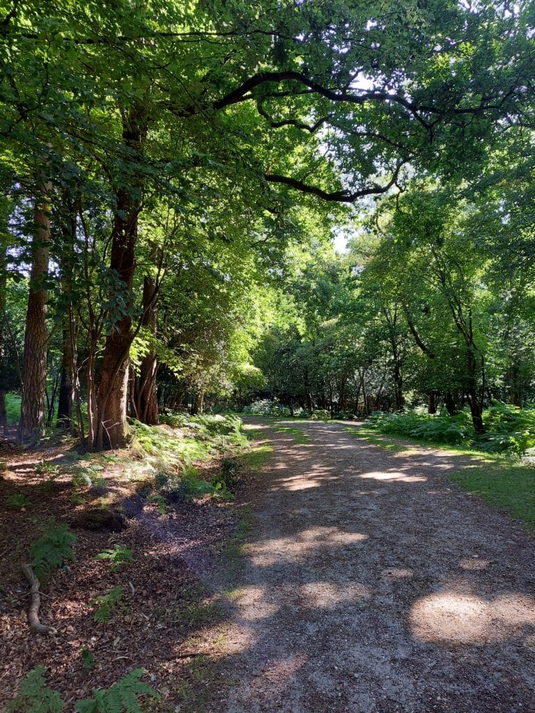 woodland path at Puttles bridge