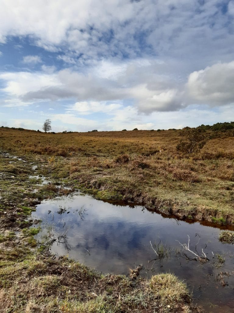 boggy heathland