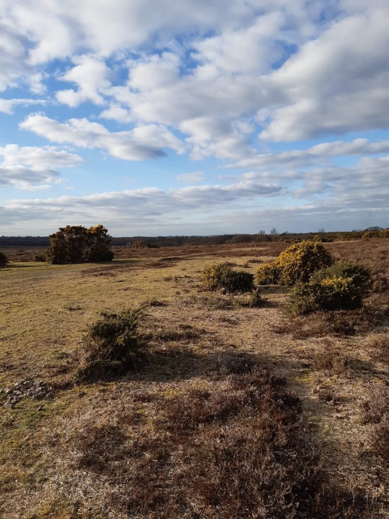 Setley Heath