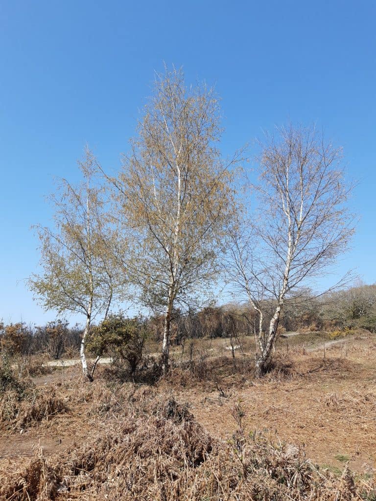 open space at shirley Holmes
