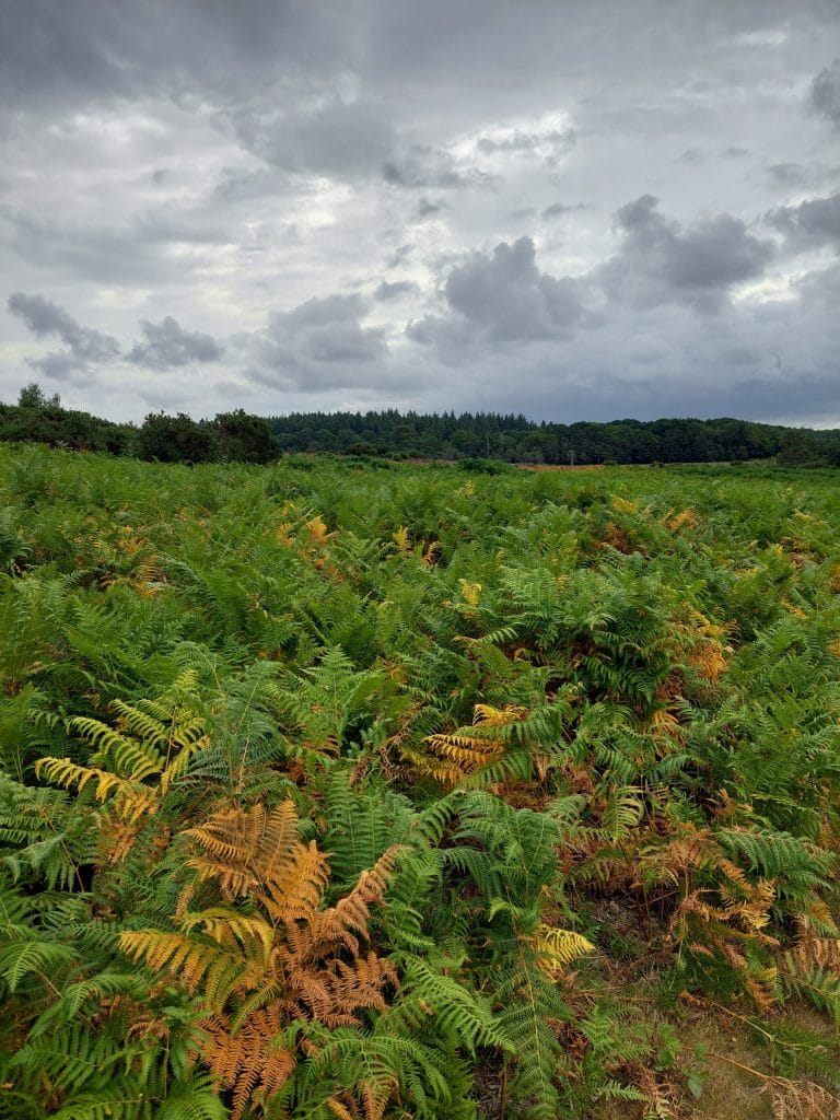 bracken in the bottom