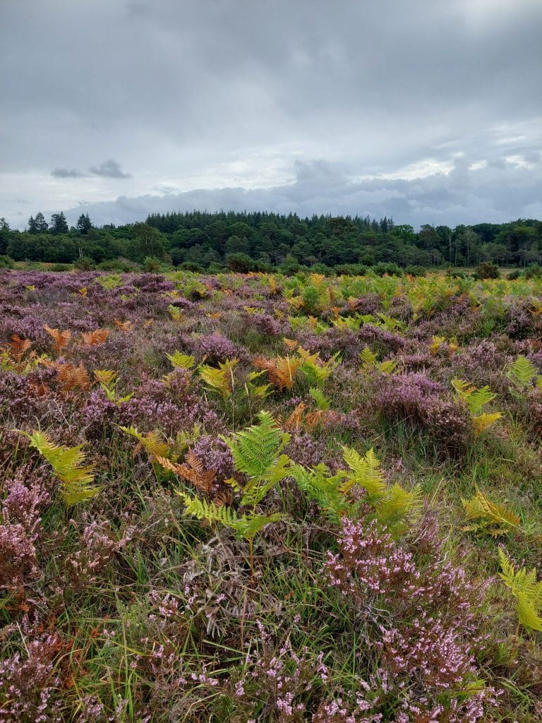 autumn colour