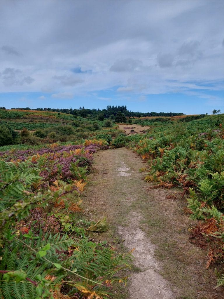 grassy tracks at Yew Tree Bottom