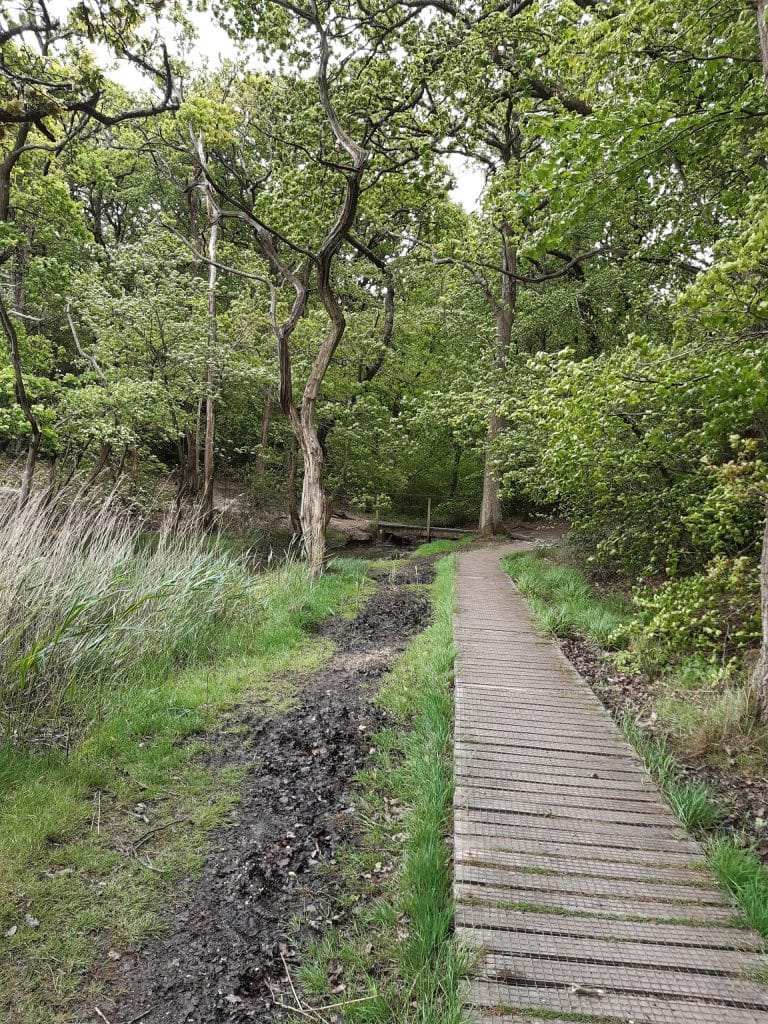 boardwalk path along Beaulieu river