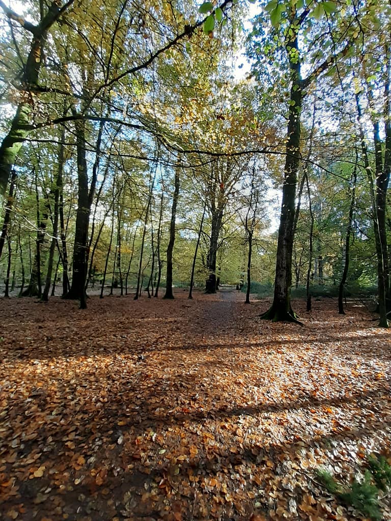 Rhinefield