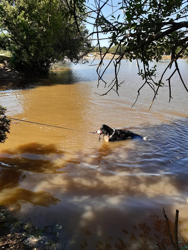 Cwtch Collie having a dip