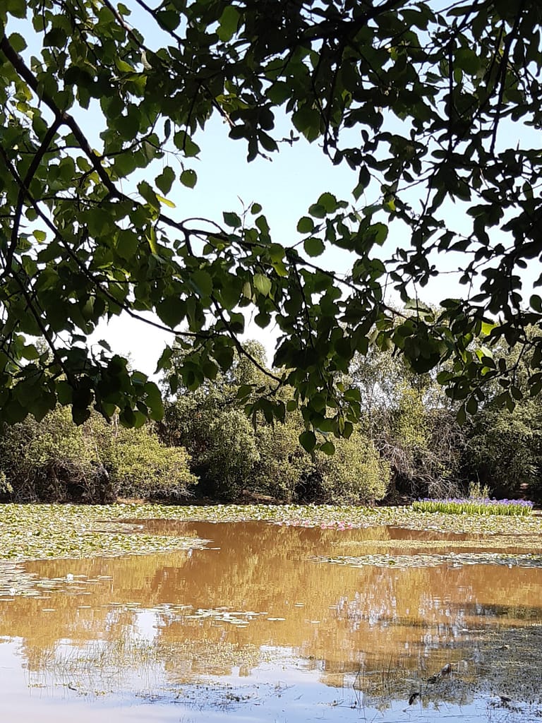 Setley Pond