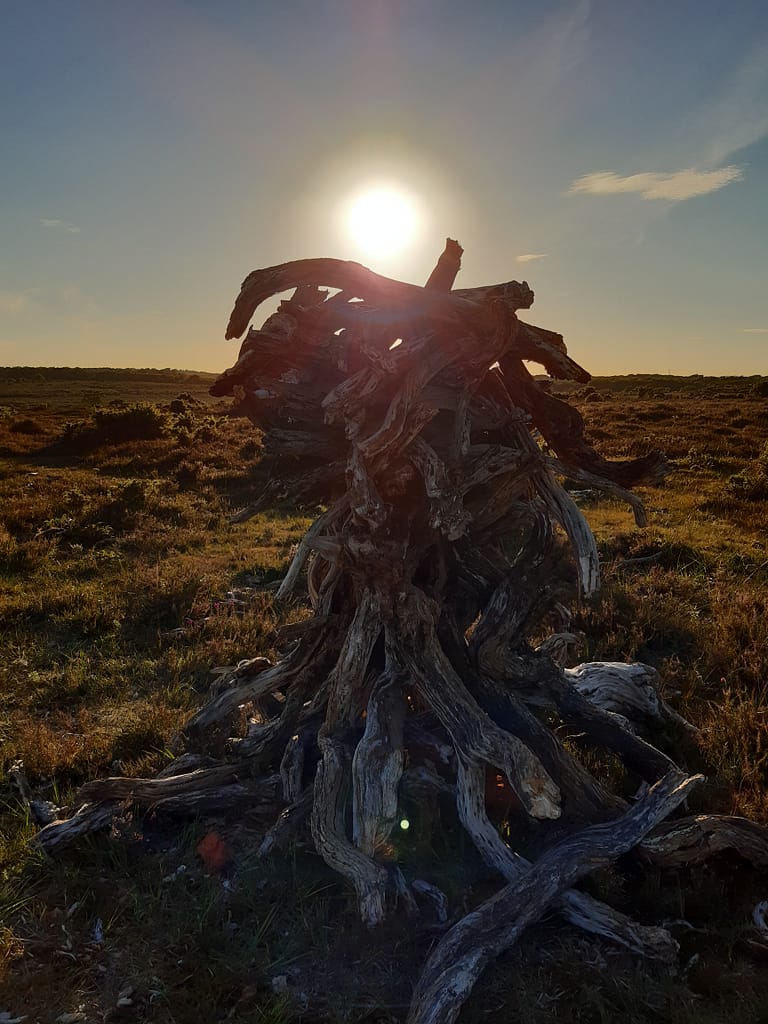 sunset at Setley heath