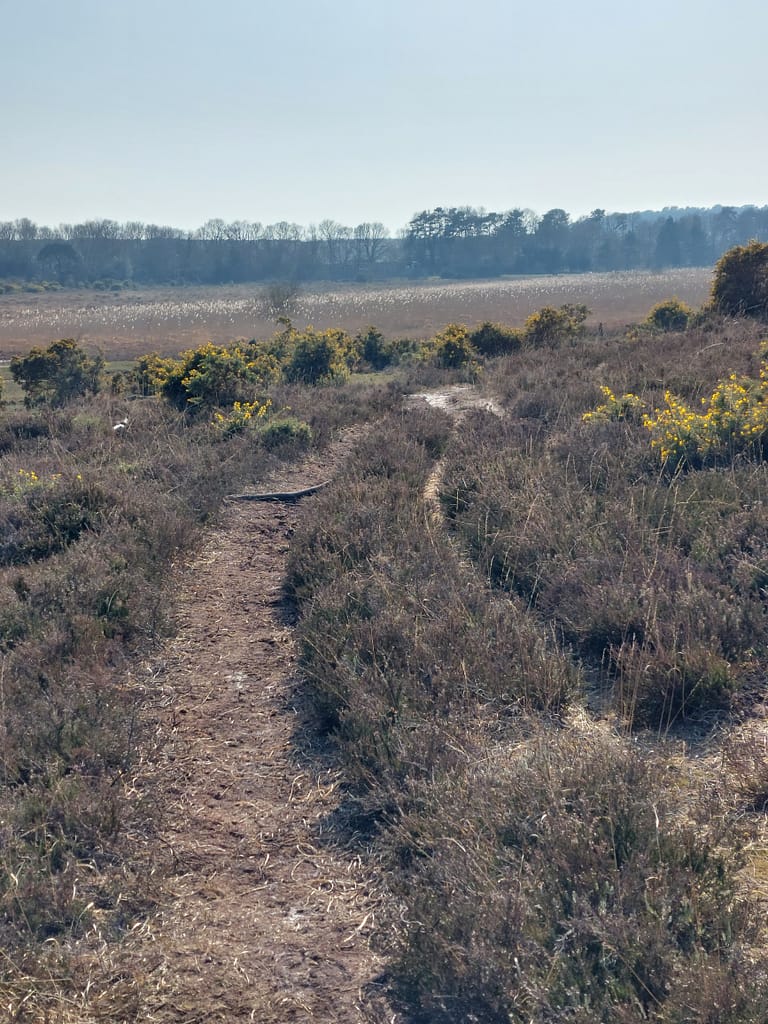 tracks across Burley heath