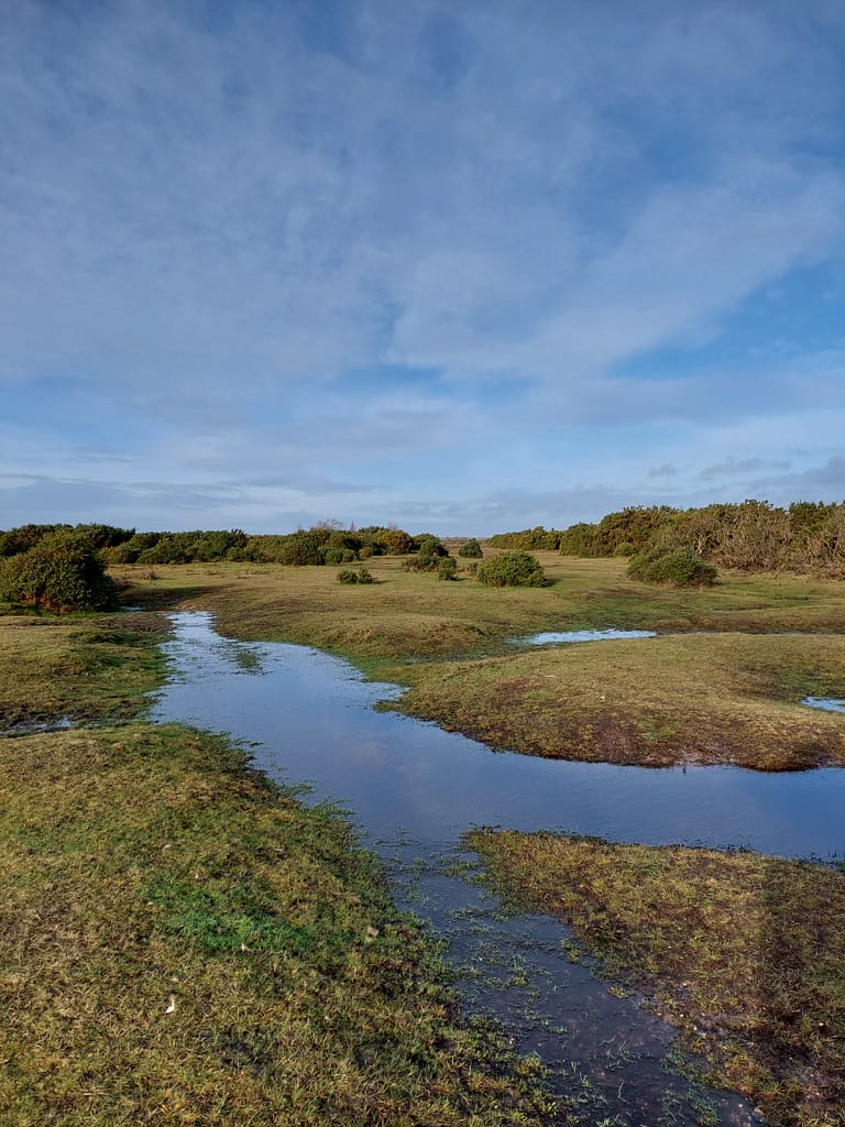after the rain at Crockford