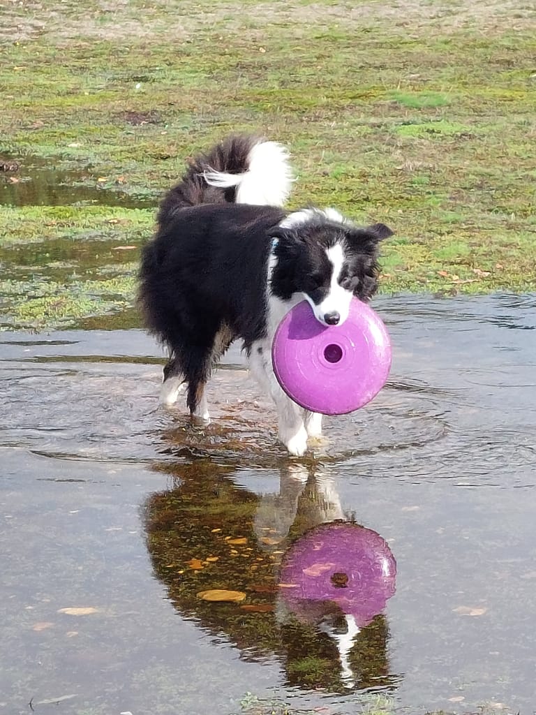 Cwtch Collie