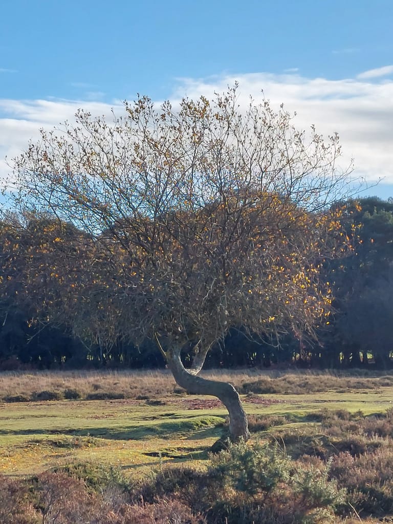 tree at Hinchelsea Moor