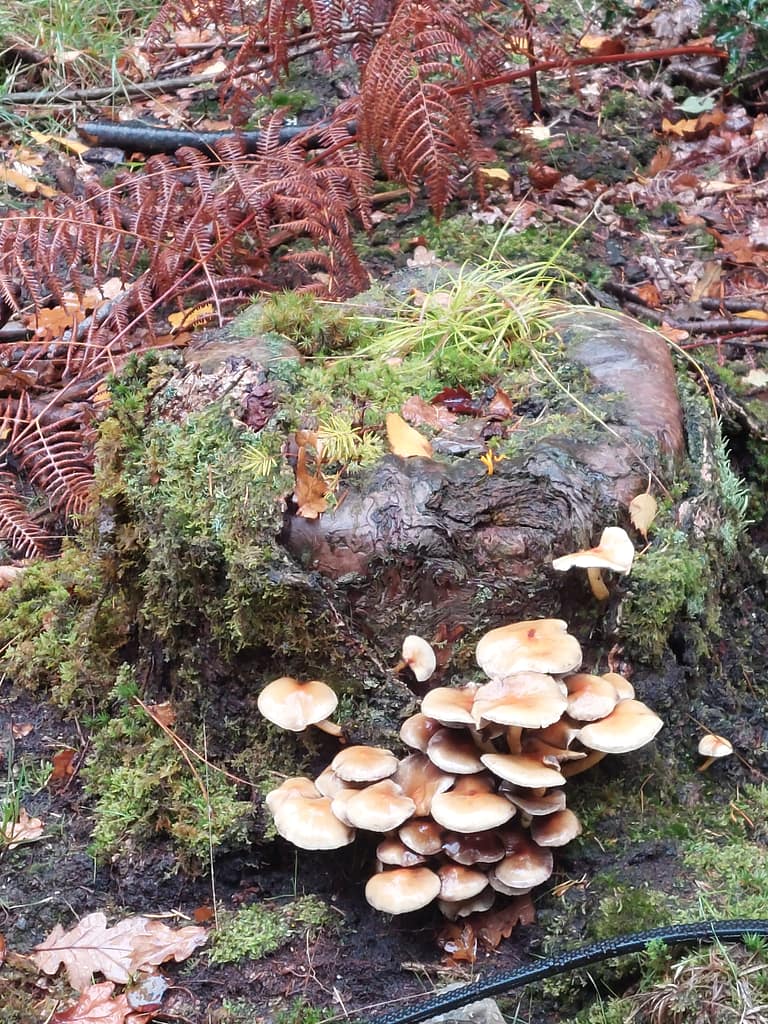 Norley wood fungi