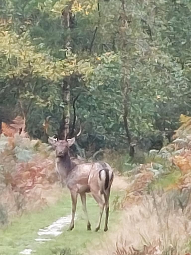 meeting with a stag