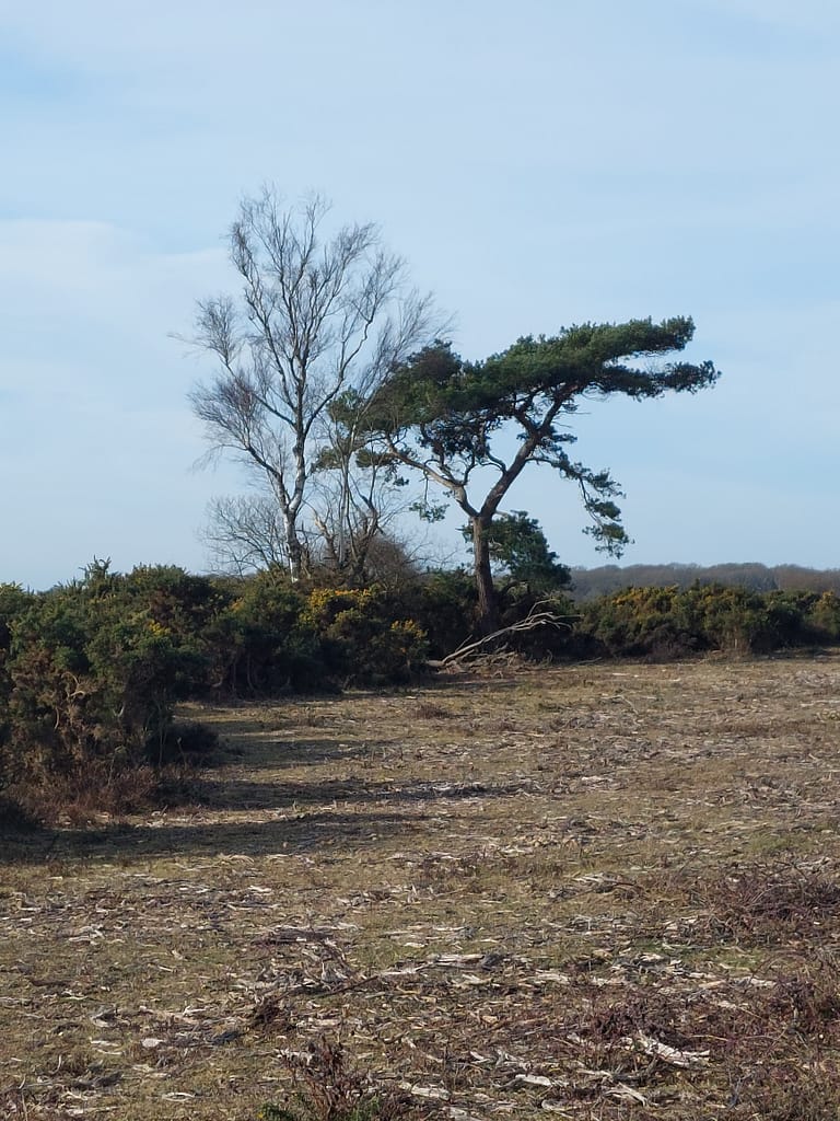 some of very few trees on Beaulieu Heath
