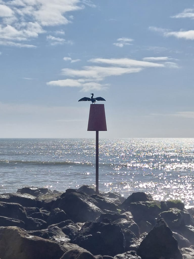 Cormorant drying its wings