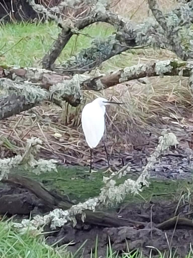 egret on Lymington saltmarshes