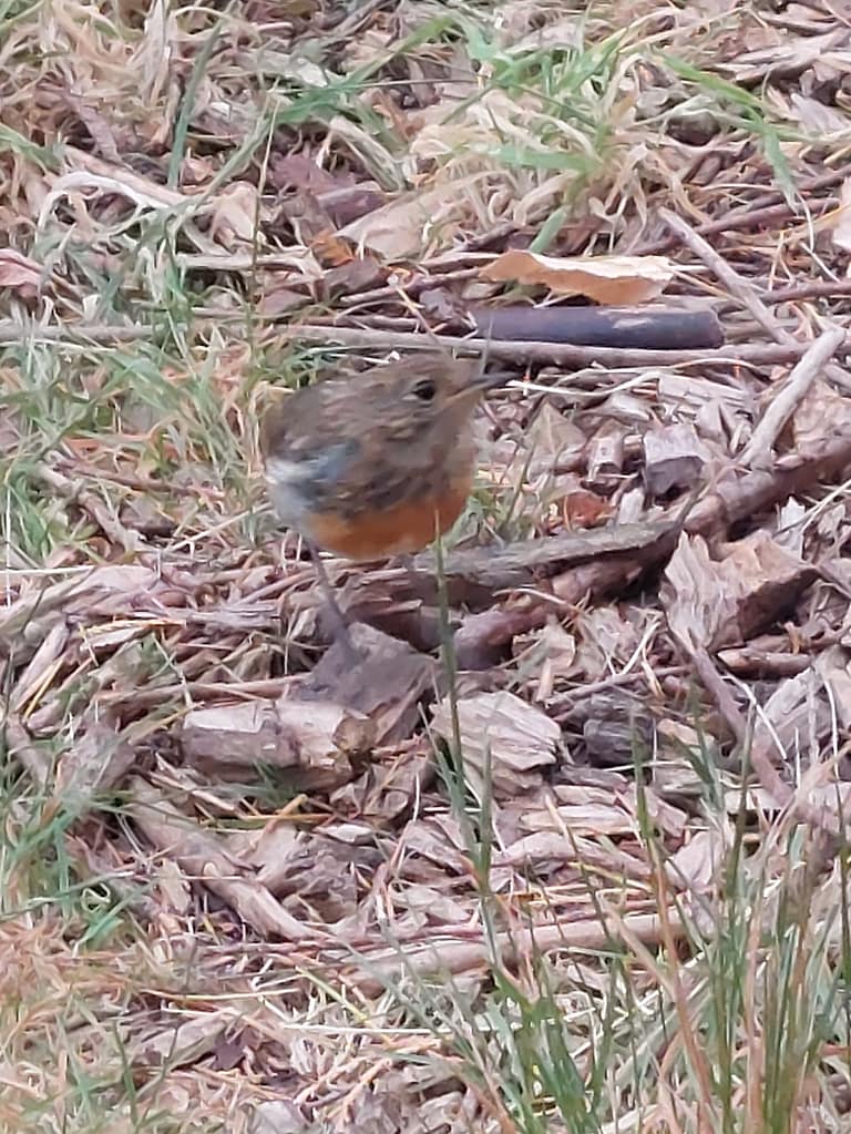young robin that always appears