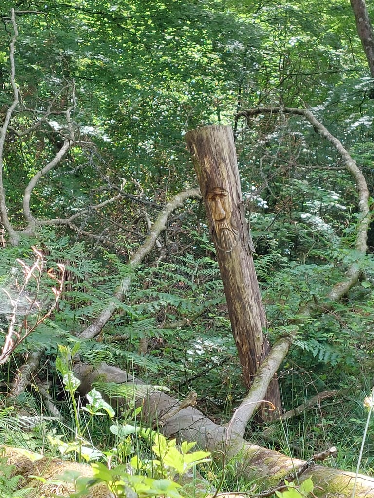 a face in the tree