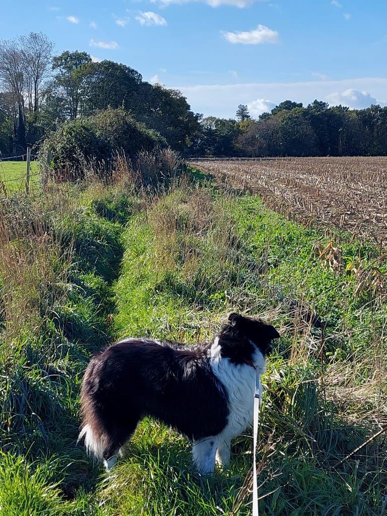 Cwtch Collie
