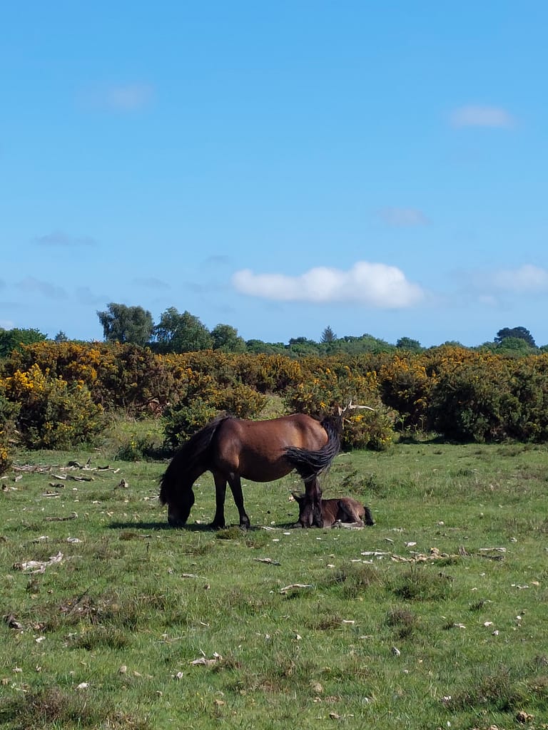 on Setley plain