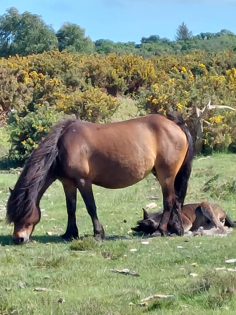 mare and foal