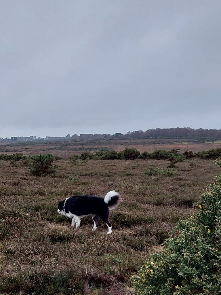 towards Setley