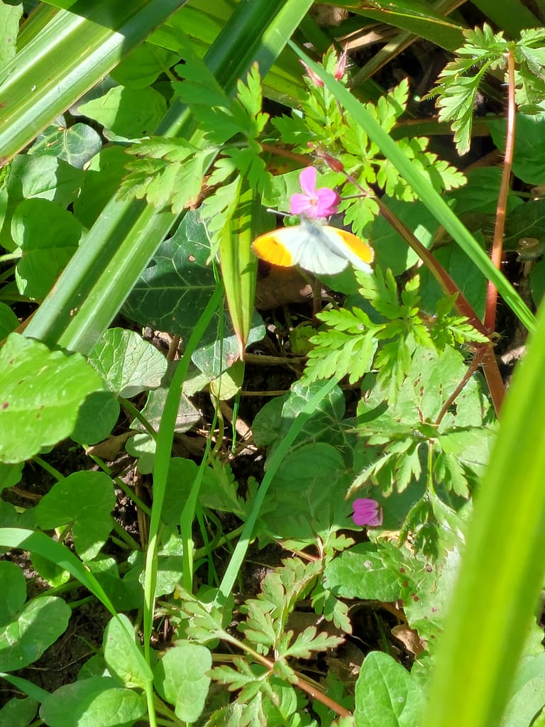 butterfly