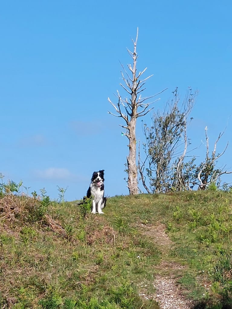 Cwtch Collie atop the mound