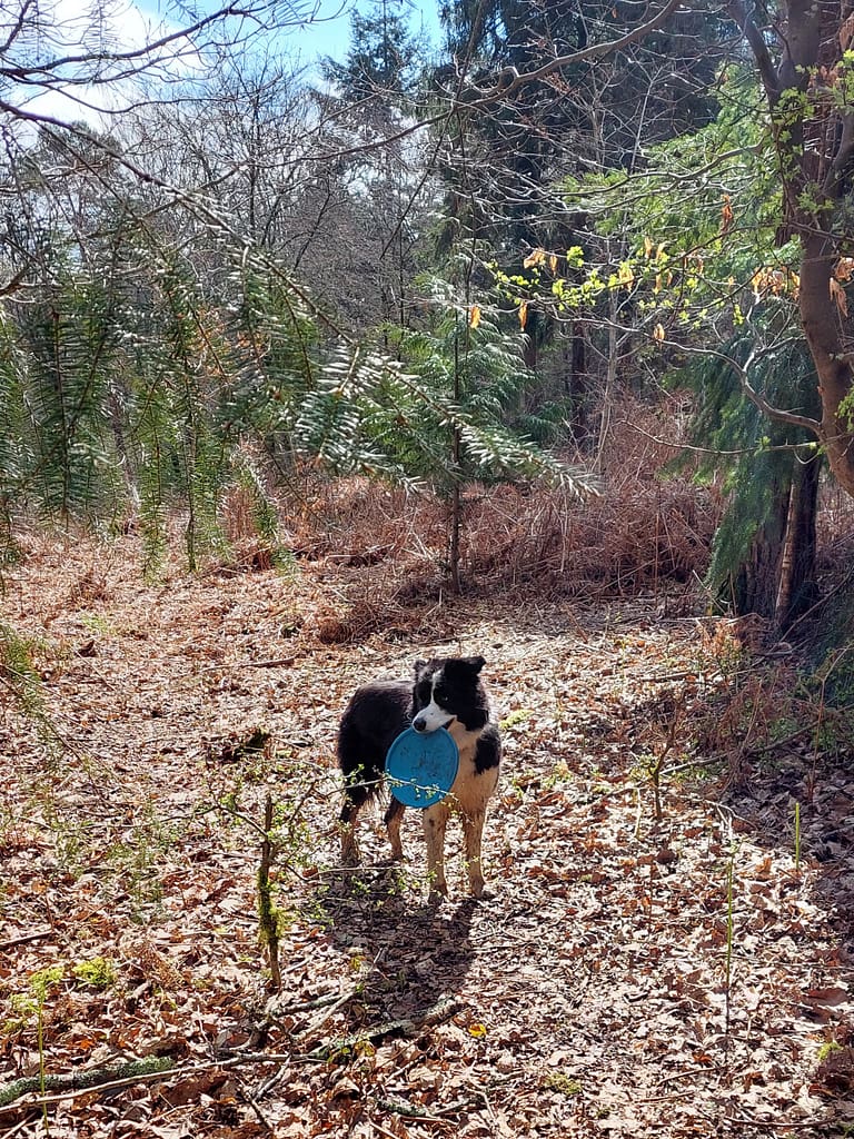 cwtch Collie
