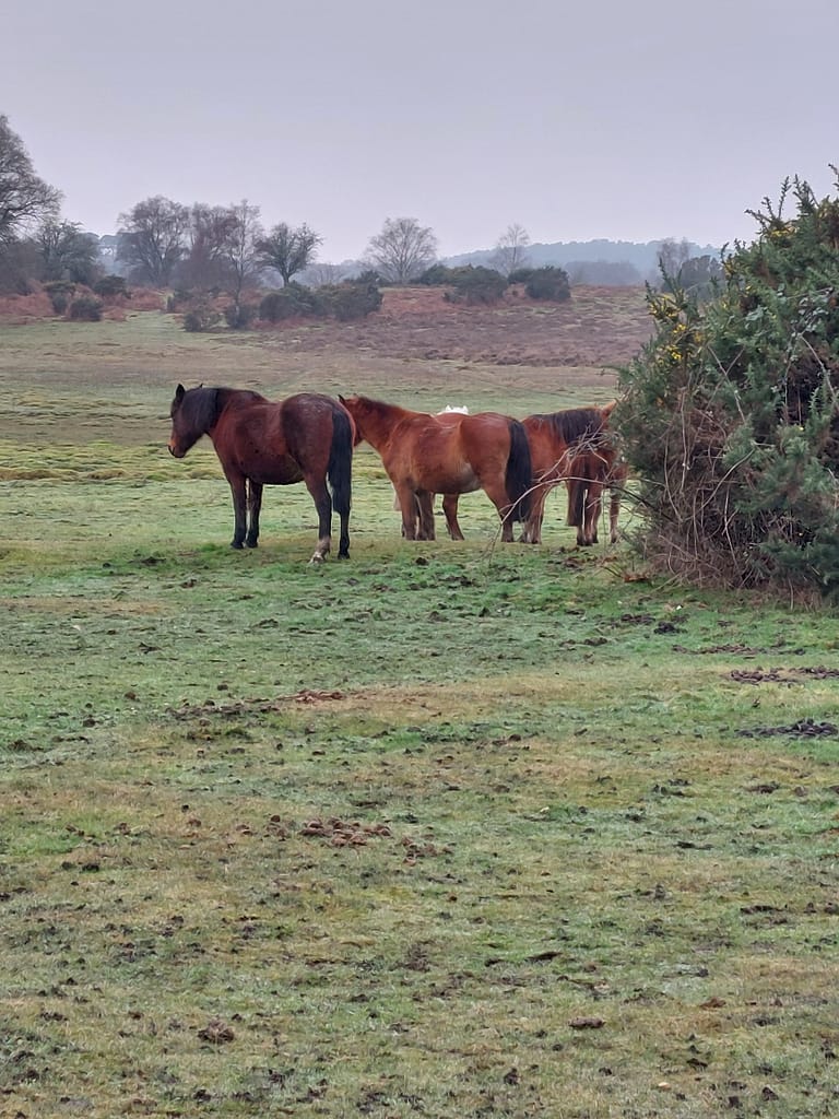 winter ponies