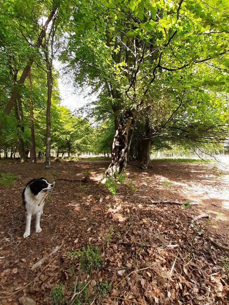 inside the inclosure