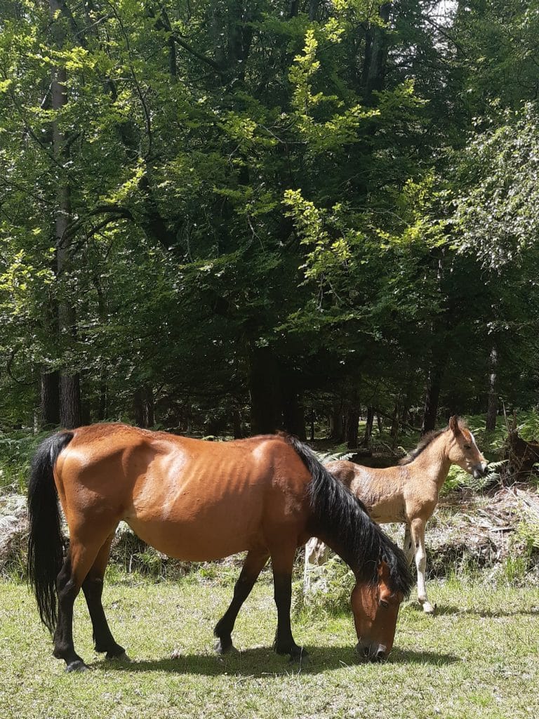 New Forest pony and foal