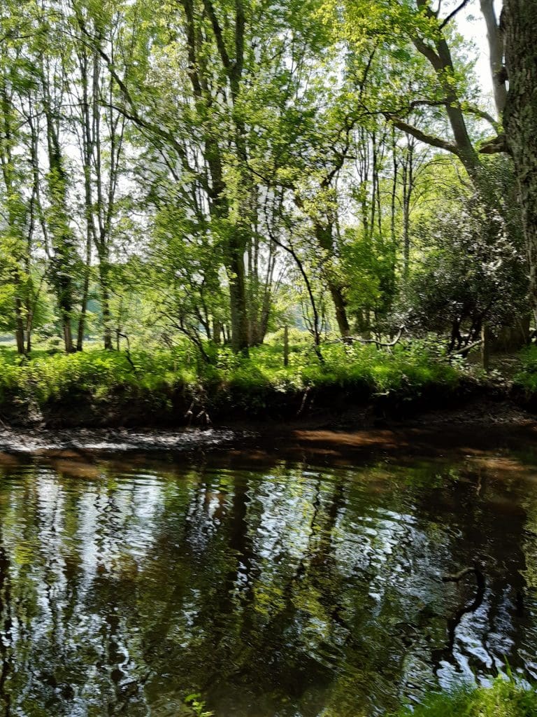 Lymington river in Ivy Woods