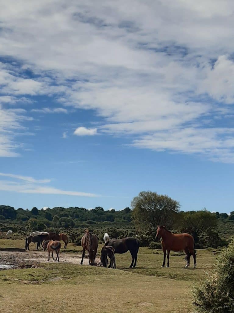 Whitten Pond ponies