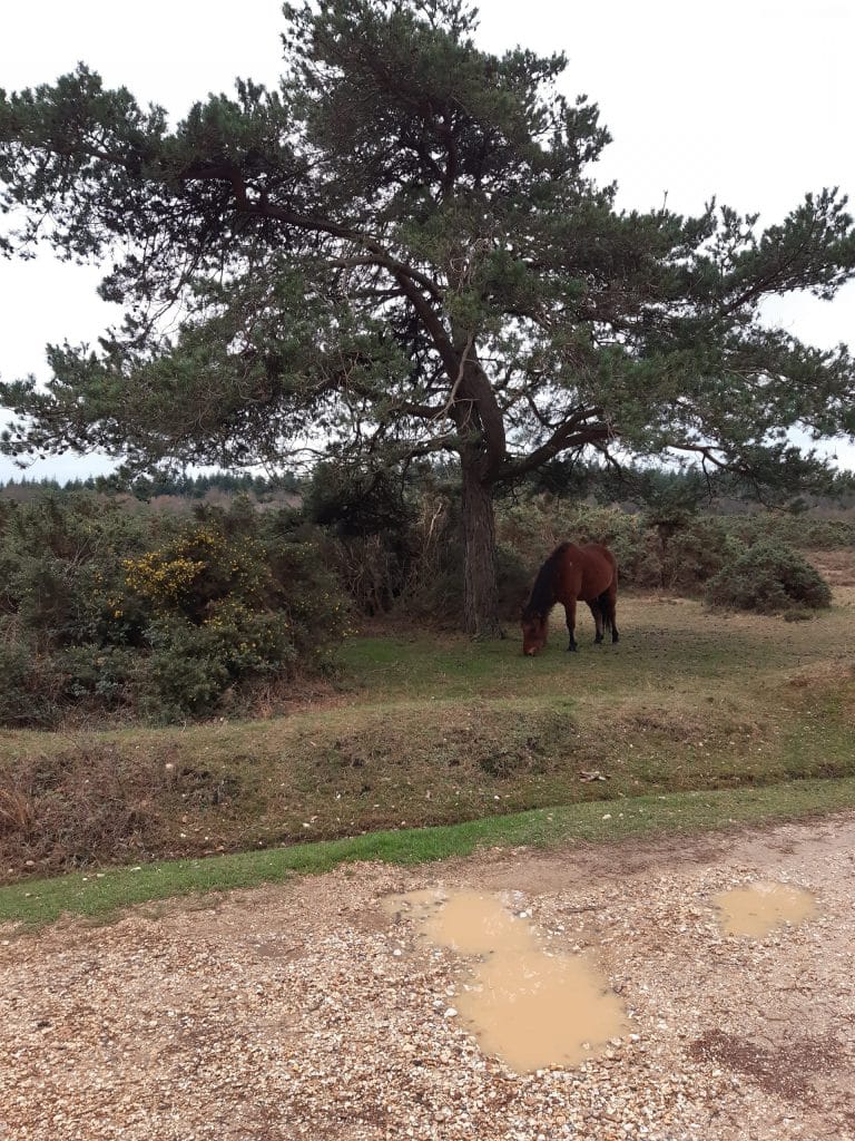 pony near the car park