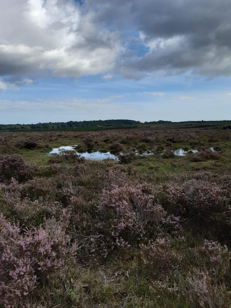 heather and streams