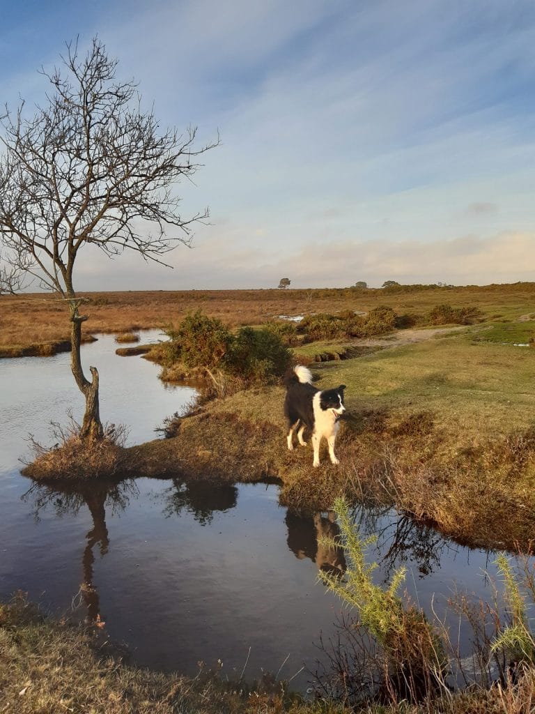 Cwtch Collie at Crockford stream