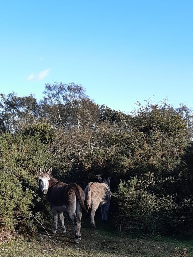 a favourite place for donkeys