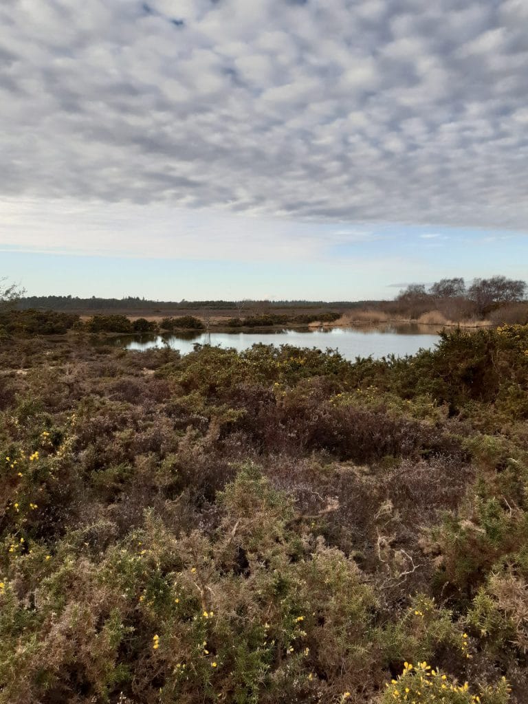 ponds
