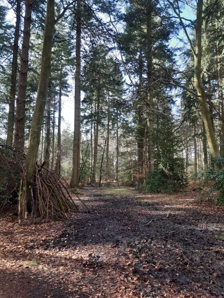 inside Norley Wood