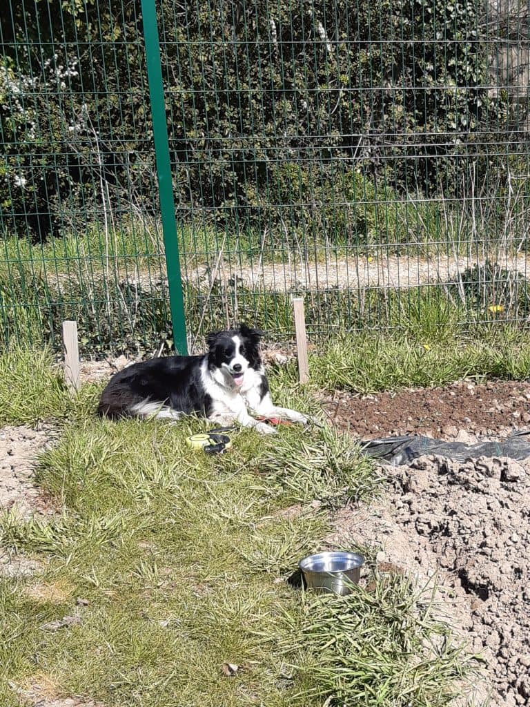 Cwtch Collie waiting for me to water