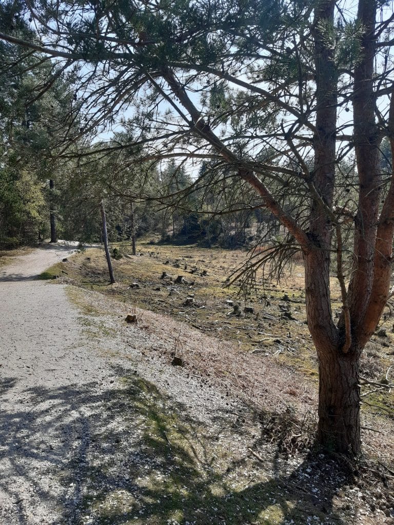conifer area