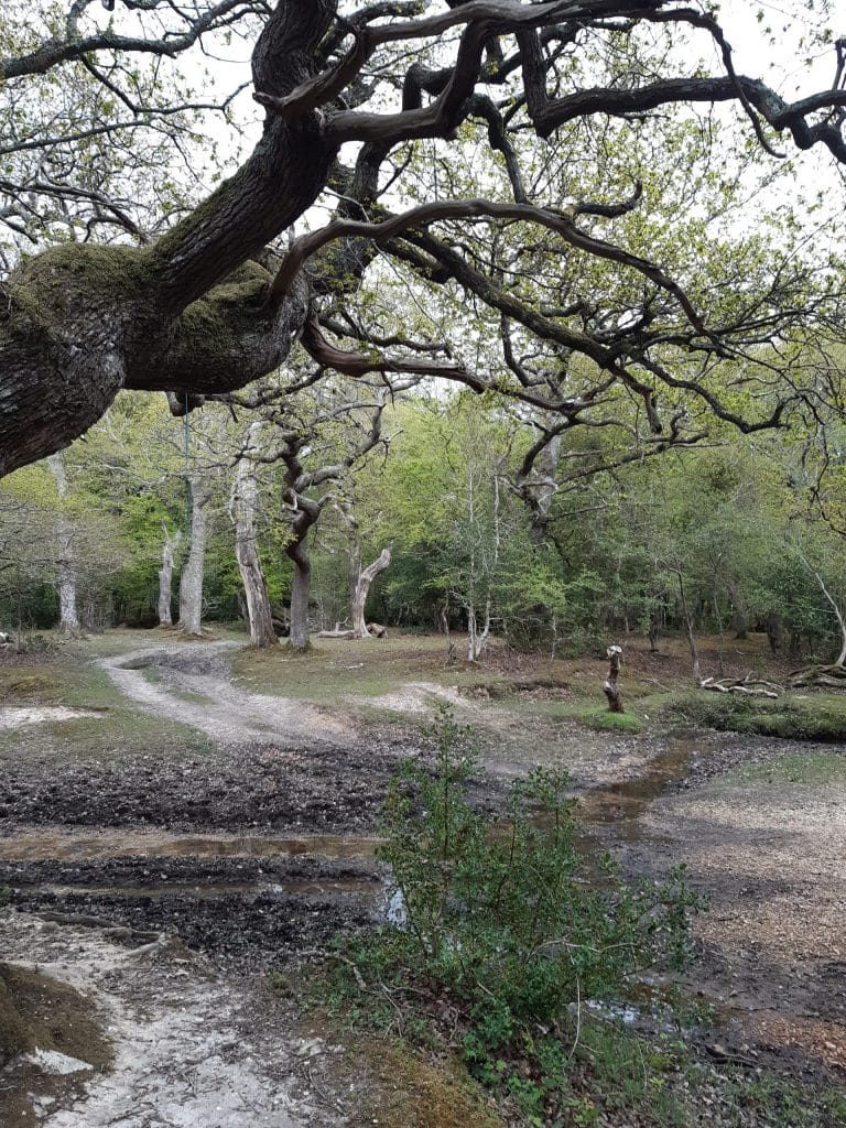 muddy streams and tracks