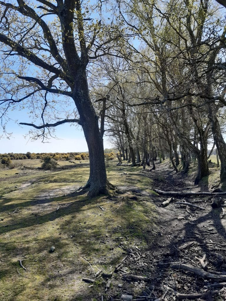 track along the farmland